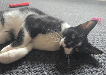 Panda Castle -  Domestic Short Hair Cat for Adoption in Chandler, Arizona - Panda Castle | PetCurious