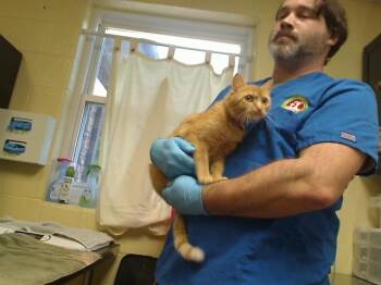 MOMMA BEAR -  Domestic Short Hair Cat Available for Adoption in Cookeville, Tennessee - MOMMA BEAR | PetCurious