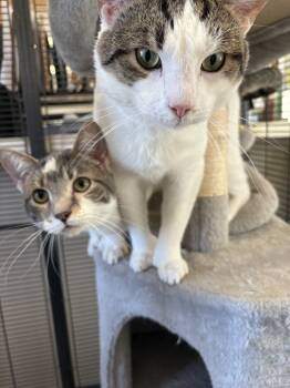 Rescue Domestic Short Hair Cats for Adoption in Greene, New York - Dean | PetCurious