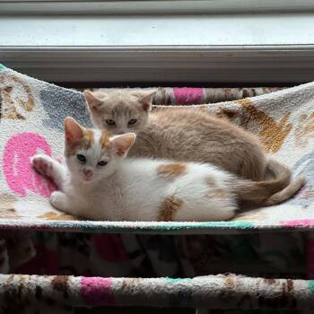 Bonnaroo -  Domestic Short Hair Cat for Adoption in Lexington, Kentucky - Bonnaroo | PetCurious