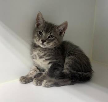 Mario -  Domestic Short Hair Cat for Adoption in Rochester, Indiana - Mario | PetCurious