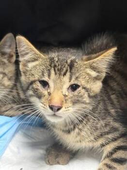 Erling Haaland -  Domestic Short Hair Cat for Adoption in Fairfax, Virginia - Erling Haaland | PetCurious