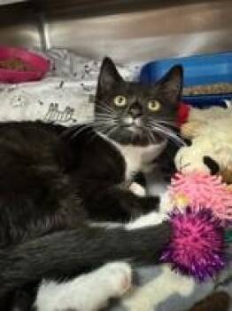 Jacelyn -  Domestic Short Hair Cat for Adoption in Manitowoc, Wisconsin - Jacelyn | PetCurious