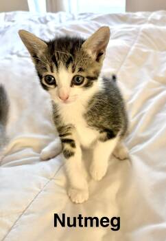 The Sweet 16 kittens -  Domestic Short Hair Cat for Adoption in Houston, Texas - The Sweet 16 Kittens | PetCurious