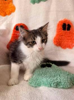 Nick Fury -  Domestic Medium Hair Cat for Adoption in Clarksville, Tennessee - Nick Fury | PetCurious