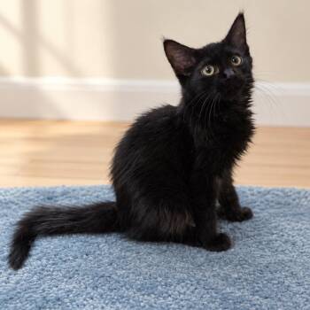 Tinsley-LCSNC kitten 1 -  Domestic Short Hair Cat for Adoption in Greenfield, Indiana - Tinsley-LCSNC Kitten 1 | PetCurious