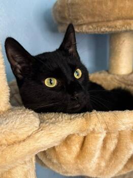 Domestic Short Hair Cats Available for Adoption in Sioux Falls, South Dakota - Pickles | PetCurious