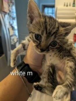 Clementine -  Domestic Short Hair and Tabby Cat for Adoption in Ruskin, Florida - Clementine | PetCurious