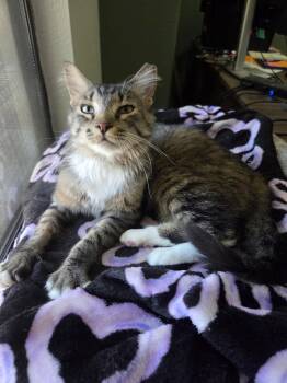 Rookie -  Domestic Medium Hair Cat for Adoption in Scottsdale, Arizona - Rookie | PetCurious