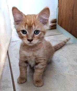 Orangesicle -  Domestic Medium Hair Cat for Adoption in Millcreek, Utah - Orangesicle | PetCurious