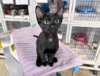 Jellyfish Cut -  Domestic Short Hair Cat for Adoption in Raleigh, North Carolina - Jellyfish Cut | PetCurious