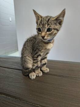 Tres -  Domestic Short Hair Cat for Adoption in Athens, Tennessee - Tres | PetCurious