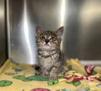PEANUT -  Domestic Short Hair Cat for Adoption in Riverside, California - PEANUT | PetCurious