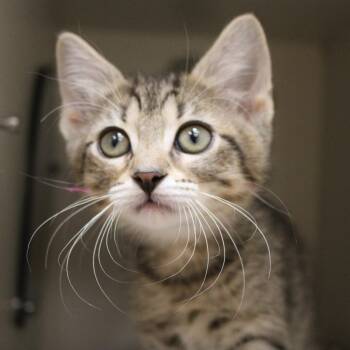 Mulberry -  Domestic Short Hair Cat Available for Adoption in Champaign, Illinois - Mulberry | PetCurious
