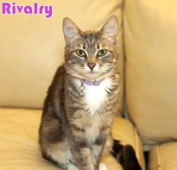 Rescue Tabby Cats for Adoption - Rivalry | PetCurious