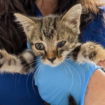 Yammer -  Domestic Short Hair Cat for Adoption in Greenville, South Carolina - Yammer | PetCurious