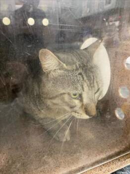 *KEATON -  Domestic Short Hair Cat for Adoption in Woodland, California - *KEATON | PetCurious