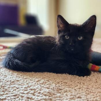 Rumi -  Domestic Short Hair Cat for Adoption in Glendale, Arizona - Rumi | PetCurious