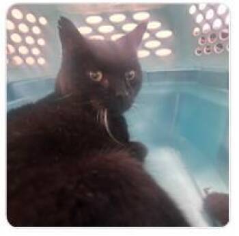 Norwin -  Domestic Short Hair Cat for Adoption in West Chester, Pennsylvania - Norwin | PetCurious