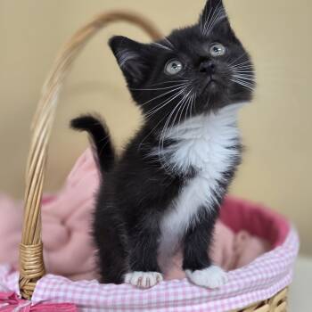 Rescue Domestic Short Hair Cats for Adoption in Park Rapids, Minnesota - Seahorse | PetCurious