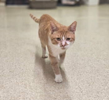 Rescue Domestic Short Hair Cats for Adoption in Social Circle, Georgia - Duck | PetCurious