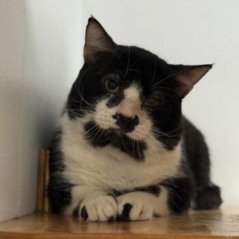 Chad -  Domestic Short Hair Cat for Adoption - Chad | PetCurious