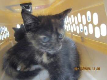 Amaranth(660) -  Domestic Short Hair Cat for Adoption in Marietta, Georgia - Amaranth(660) | PetCurious