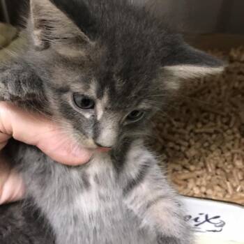 Ronald McDonald -  Domestic Short Hair Cat for Adoption in Lynchburg, Virginia - Ronald McDonald | PetCurious