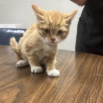 Shrimp -  Domestic Short Hair Cat Available for Adoption in Clanton, Alabama - Shrimp | PetCurious