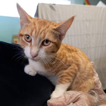 Rescue Domestic Short Hair Cats for Adoption in South Elgin, Illinois - Argus | PetCurious