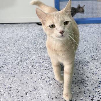 Peaches -  Domestic Short Hair Cat for Adoption in Tyler, Texas - Peaches | PetCurious