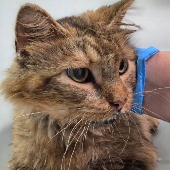 Bean Boozled -  Domestic Medium Hair Cat for Adoption in Charleston, West Virginia - Bean Boozled | PetCurious