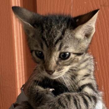Domestic Short Hair Cats Available for Adoption in Huntington Beach, California - Auggie | PetCurious