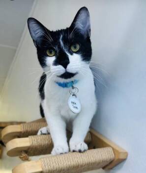 Tanto -  Domestic Short Hair Cat for Adoption in Savannah, Georgia - Tanto | PetCurious