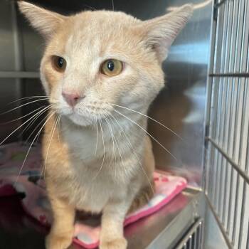 Domestic Short Hair Cats Available for Adoption - Oscar | PetCurious