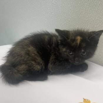 Domestic Short Hair Cats Available for Adoption in Tampa, Florida - Lizzie | PetCurious