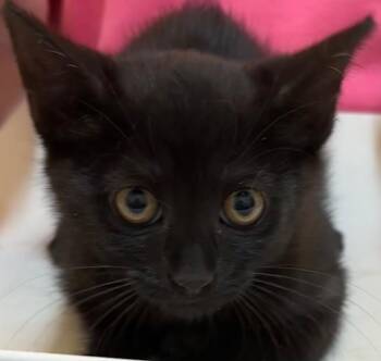 Curry -  Domestic Short Hair Cat for Adoption in Elizabethton, Tennessee - Curry | PetCurious