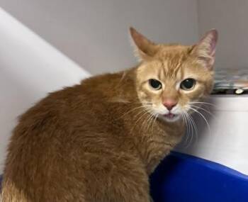 Peri -  Domestic Short Hair Cat for Adoption in Downers Grove, Illinois - Peri | PetCurious