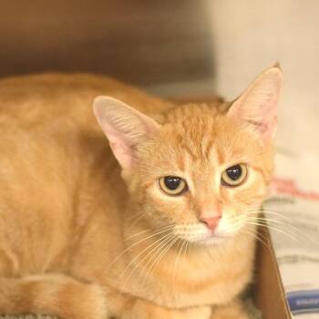 Alanis Meow-rissette -  Domestic Short Hair Cat for Adoption in Belleville, Illinois - Alanis Meow-rissette | PetCurious