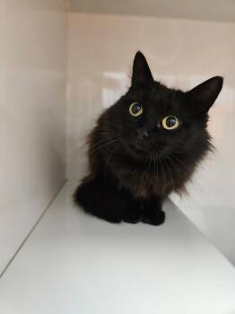 Domestic Medium Hair Cats Available for Adoption - Bubbles | PetCurious