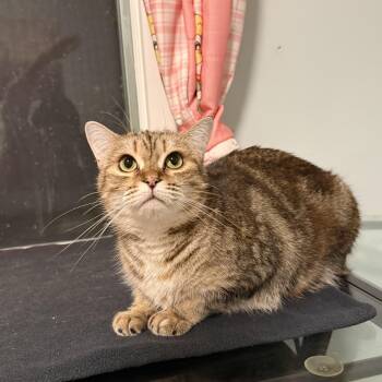 Sky -  Domestic Short Hair Cat for Adoption in Melrose, Massachusetts - Sky | PetCurious