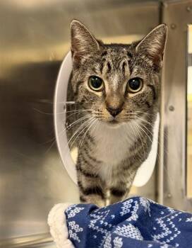 TAMMIE -  Domestic Short Hair Cat for Adoption in Fort Myers, Florida - TAMMIE | PetCurious