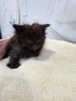 Isaiah -  Domestic Long Hair Cat for Adoption in Brookings, Oregon - Isaiah | PetCurious