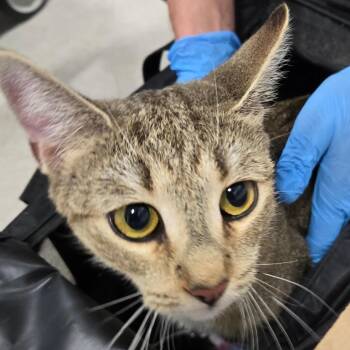 Bella Bell -  Domestic Short Hair Cat for Adoption in Newark, New Jersey - Bella Bell | PetCurious