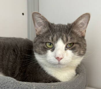 Rescue Domestic Short Hair Cats for Adoption in Alexandria, Virginia - Betty Crocker (Senior) | PetCurious