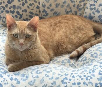 Kye -  Tiger Cat Available for Adoption in Warwick, New York - Kye | PetCurious