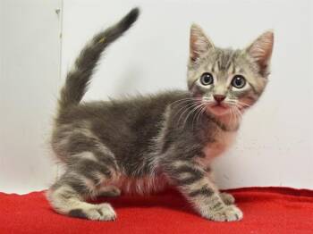 GARRITY -  Domestic Short Hair Cat for Adoption in Sacramento, California - GARRITY | PetCurious