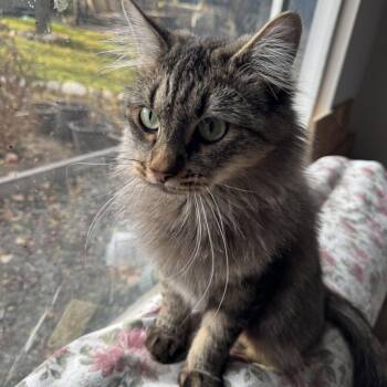 Cremini -  Domestic Long Hair and Tabby Cat for Adoption in Cottonwood Heights, Utah - Cremini | PetCurious