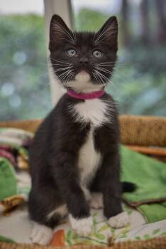 Domestic Short Hair Cats Available for Adoption in Santa Barbara, California - Nova | PetCurious