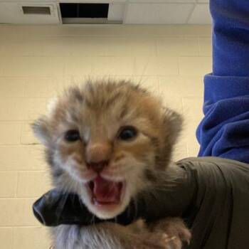 Eureka -  Domestic Short Hair Cat for Adoption in Memphis, Tennessee - Eureka | PetCurious
